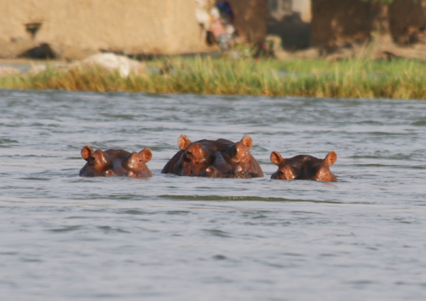 hippo family in the niger.JPG